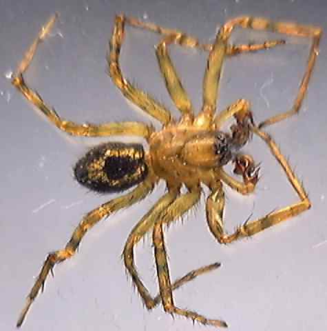 Amaurobius fenestralis